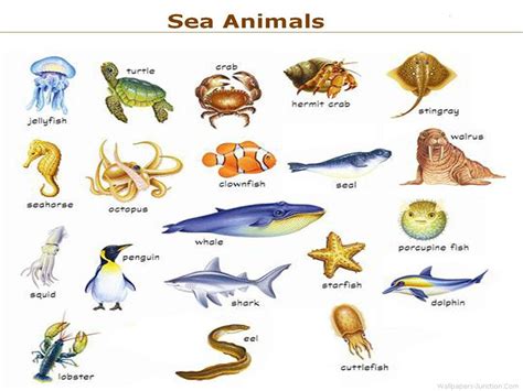 The Sea Animals Marine Organism Illustration Vintage Retro Kraft Coated