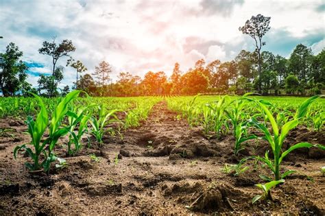 Premium Photo Corn Fields Agriculture Photo Theme Small Corn Plants