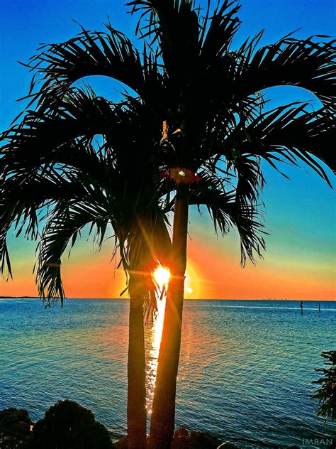 Sunset Through Palm Tree Tampa Bay Florida Imran Tampa Bay Florida