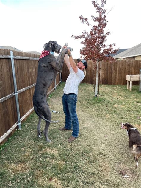 Worlds Tallest Living Dog Is Zeus A Great Dane According To Guinness