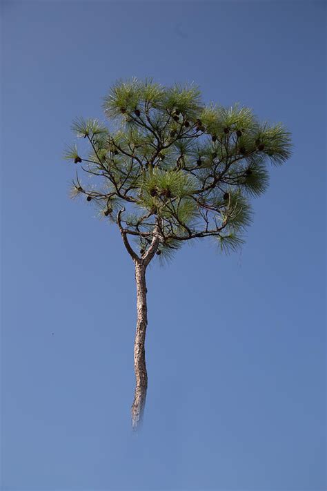 Slash Pine Everglades Photograph By J Darrell Hutto