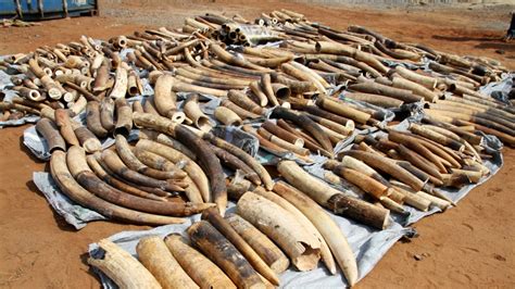 Report Vietnam Among Biggest Illegal Ivory Markets