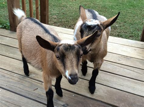New Nigerian Dwarf Baby Goats Summers Acres