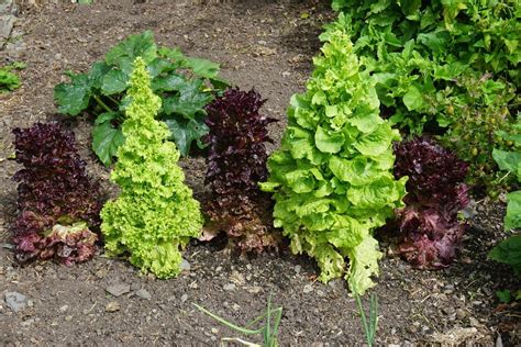 Sowing Lettuce Other Leafy Greens Through The Seasons By Succession