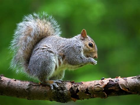 Greys can carry the squirrel pox virus. Small Game Hunting: What to Hunt, How to Cook It