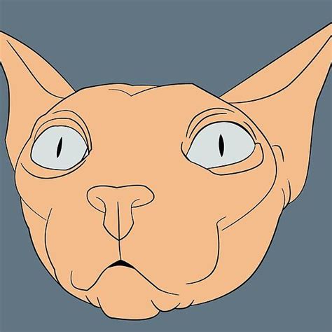 All available kitties for sale kitties for adoption retired breeding cats breeding cats. Cool Pink Sphynx Cat | Sphynx cat, Cat adoption, Crazy cats