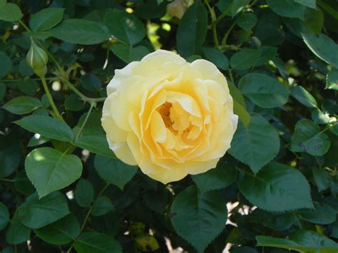 On the street of east peru street and street number is 811. Beautiful Rose Flowers - "Julia Child" | Nature Photo Gallery