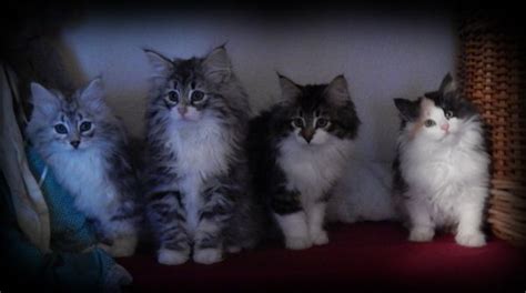 Norwegian Forest Kittens For Sale And Adoption In 2020 Norwegian