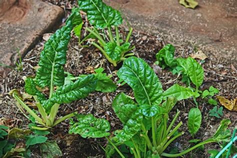 Spinach Plants In A Square Free Stock Photo Public Domain Pictures