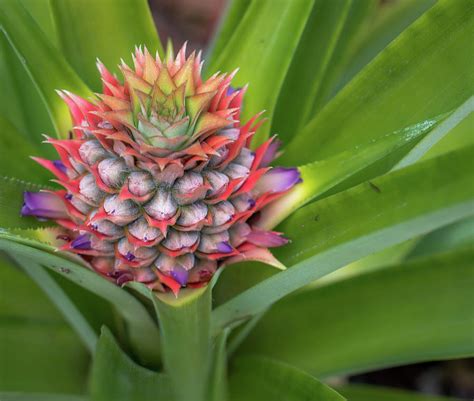 Baby Pineapple Photograph By Debra Kewley Pixels