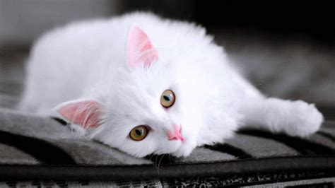 50 White Cat Wallpaper Cute Furry Kittens