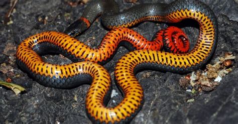 Are Ringneck Snakes Poisonous Or Venomous A Z Animals
