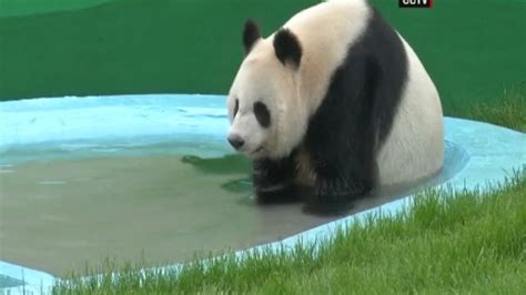 Wkrg Two Giant Pandas Make Their Public Debut