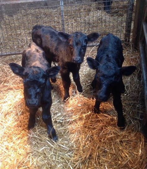 Royal Birth Rare Aberdeen Angus Triplets Born At Castle Of Mey Queen