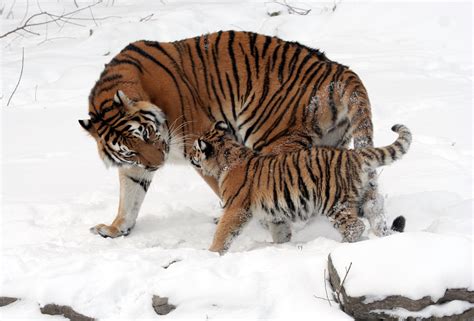 Siberian Tiger And Cub Panthera Tigris Altaica Image Free Stock