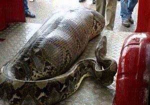 Meter Long Python Swallows Indonesian Woman