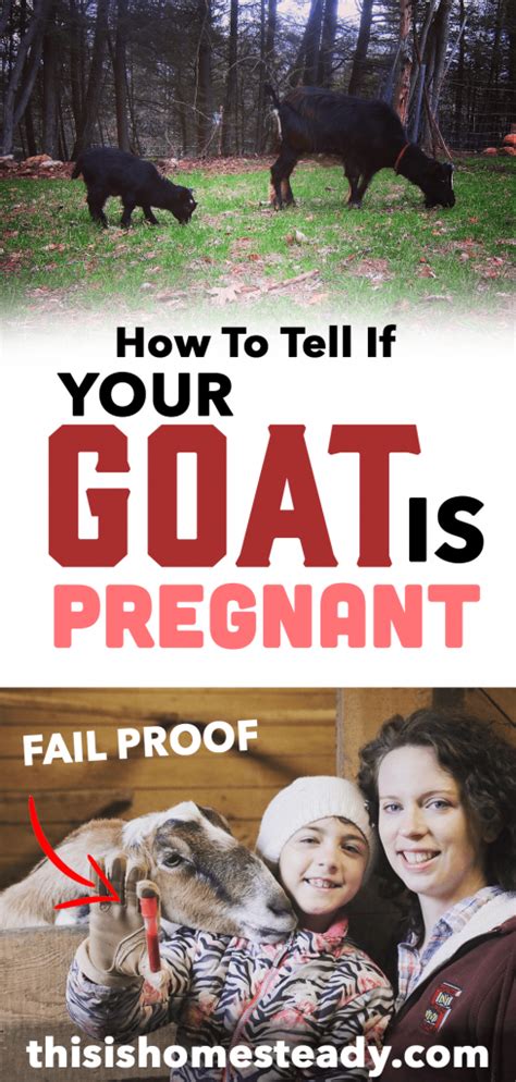 How Can You Tell If A Goat Is Pregnant The Best Way Homesteady