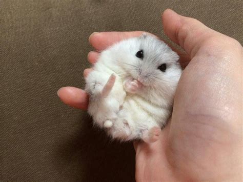Pin By Yun On A A With Animals 5 Cute Hamsters Cute Baby Animals
