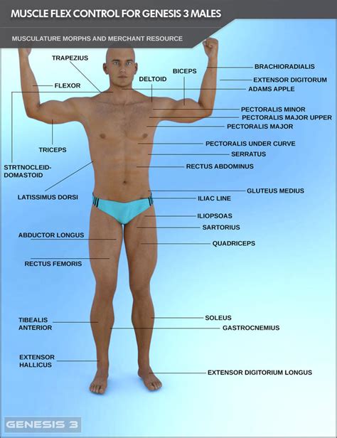 Muscle Flex Control For Genesis 3 Males And Merchant Resource Render