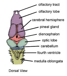 Dalam soal ini, ada beberapa jenis hewan yang menjadi pokok dalam penyusunan soal sistem saraf, antara lain protozoa, hydra, cacing, serangga, ikan, amfibi, reptil, dan burung. Biologi Sistem Koordinasi: Sistem Saraf pada Hewan