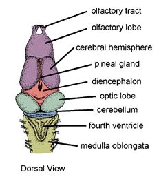 Sistem rangka pada hewan vertebrata dapat kita bedakan menjadi dua macam yaitu: Biologi Sistem Koordinasi: Sistem Saraf pada Hewan