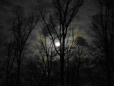 Magical Iridescent January Moonlight Through The Trees 12813