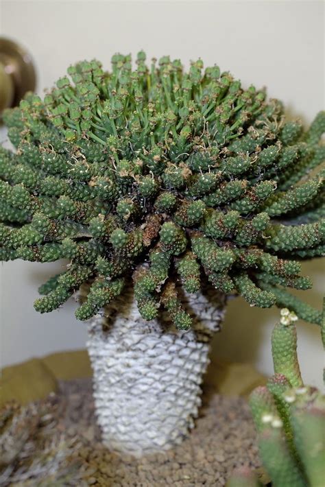Those trees tend to be repotted more frequently than established bonsai. Succulent Bonsai 138 | Succulent bonsai, Succulents, Bonsai