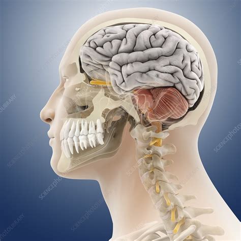 Anatomy Of Jaw And Neck