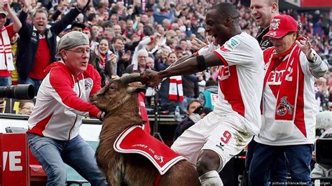 Hier der komplette spielplan und alle wichtigen infos zum 1. FC Cologne mascot Hennes gets new goat-friend, plus kids | Sports| German football and major ...