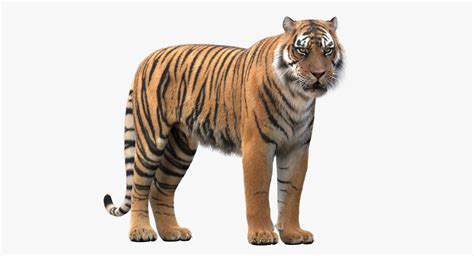 Just type the animal name in google. realistic rigged tiger fur 3d max