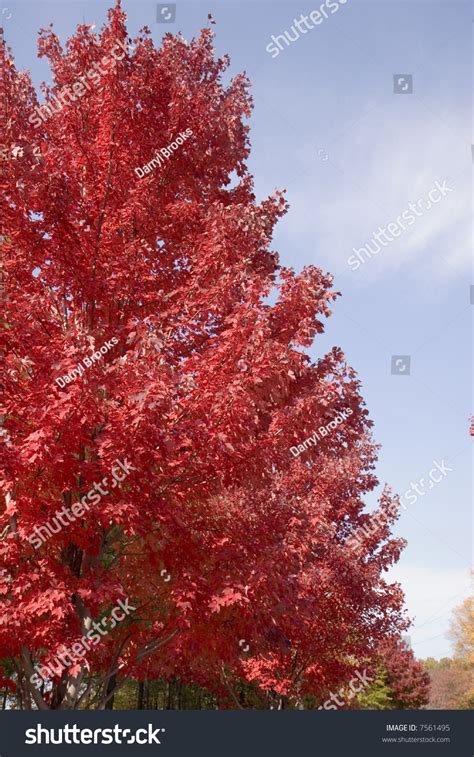 A Brilliant Red Maple Tree Against A Cloudy Blue Sky In Autumn Stock