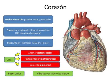 Ppt Corazón Powerpoint Presentation Free Download Id1078823