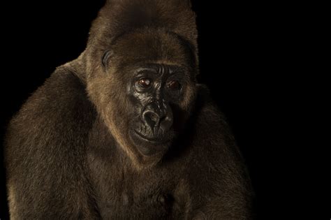 Cross River Gorilla Rare Creatures Of The Photo Ark Official Site