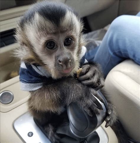 Baby Monkeys For Sale Baby Capuchin Monkeys