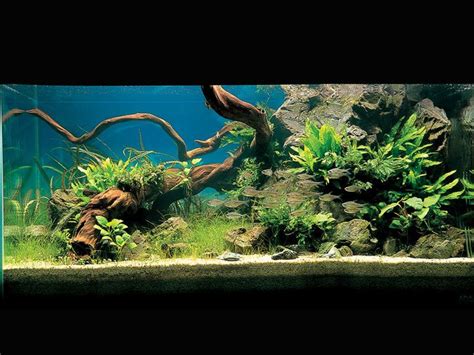 Looking to aquascape a goldfish tank? A natural fish tank. This would be great with low ...