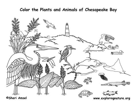 Seals are semiaquatic marine animals that live in the arctic and antarctic waters. Chesapeake Bay Coloring Page
