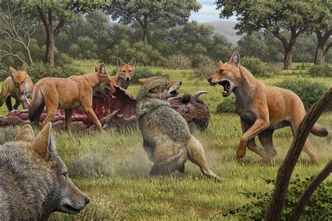Dire Wolves Were Real—and Even Stranger Than We Thought