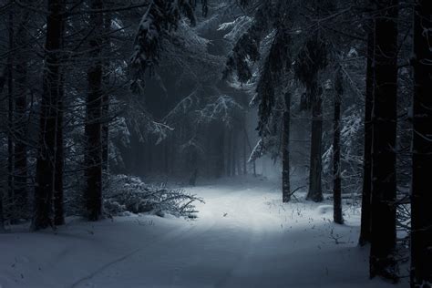 Snowy Dark Forest Wallpapers Background Pictures My XXX Hot Girl