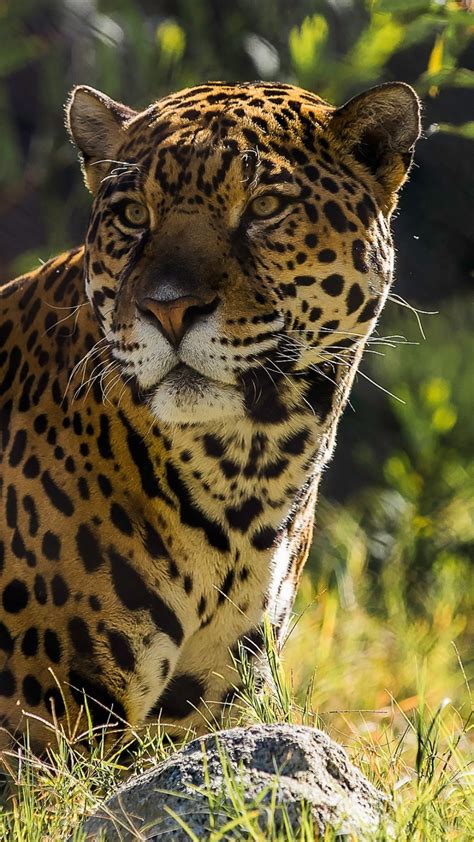 Jaguar The Big Cat In 1080x1920 Resolution Beautiful Nature Wallpaper