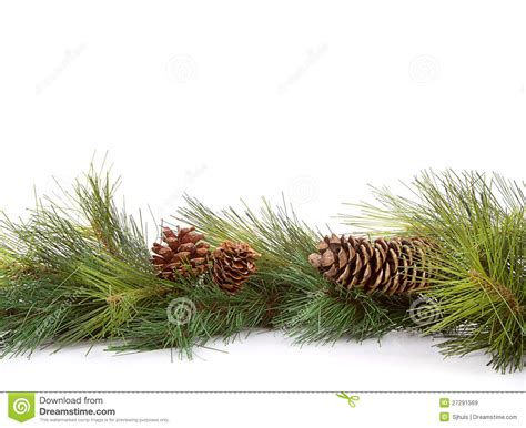 Christmas Pine Branches Stock Image Image Of Decoration 27291569