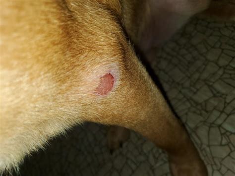 Why Does My Dog Have Big Bloody Scabs On Him He Also Has Red Inflamed