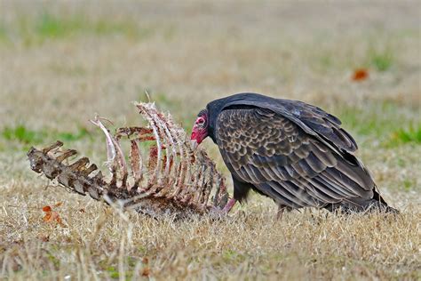 In The Summer Turkey Vultures Defecate On Their Legs To Cool Them Down Rewwducational