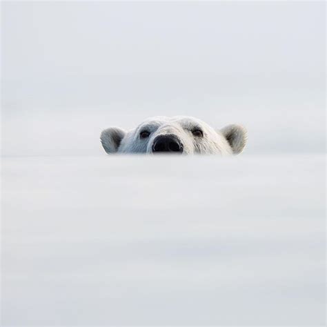 Explore Your Curiosities Just Like This Fierce Polar Bear Conquer Each