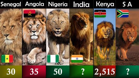 Comparison Lion Population By Country Dwa Youtube
