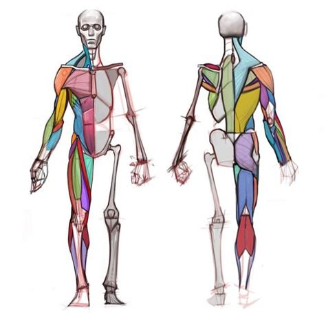 Check spelling or type a new query. michael hampton figure drawing - Google Search | Body ...