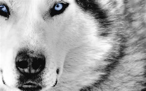 Blue Eyes Wolf Animals Wallpapers Hd Desktop And Mobile Backgrounds