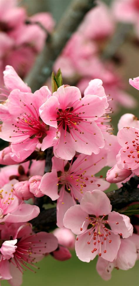 Apple Tree Bright Spring Pink Flowers 1080x2220
