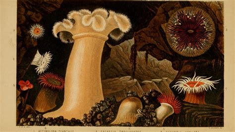 Join to listen to great radio shows, dj mix sets and podcasts. Philip Henry Gosse était fou mais ses illustrations ...