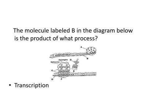 PPT - Mitosis, DNA, RNA, Protein Synthesis and Meiosis ...