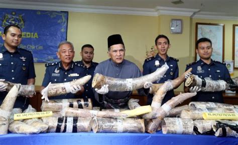 If customs holds your parcel, you will be notified. Customs Dept seizes RM10m worth of ivory and drugs at KLIA ...